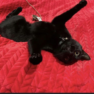 Meet your Posher, Troy